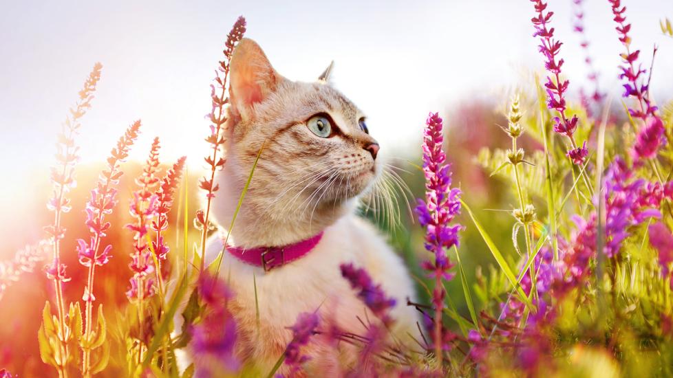 Cat in the wildflowers