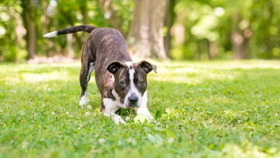 Happy Tail Syndrome in Dogs PetMD