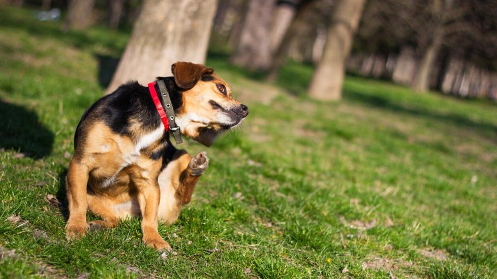 The Best Flea and Tick Medications for Dogs