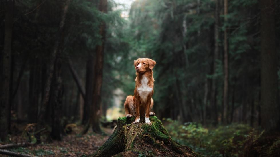 Nova Scotia Duck Tolling Retriever Dog sitting on a tree stump in the woods in the morning