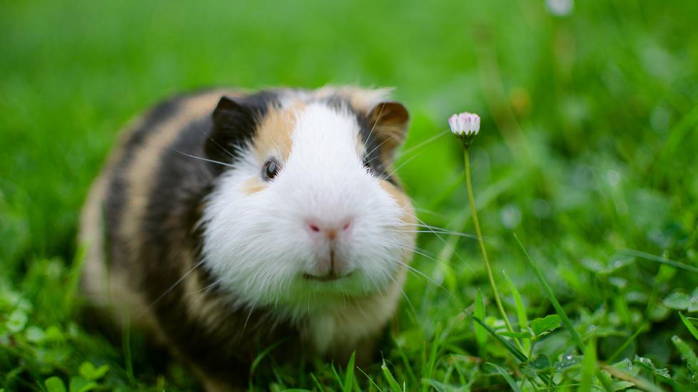 Guinea pig walks in the fresh air and eating stock photo