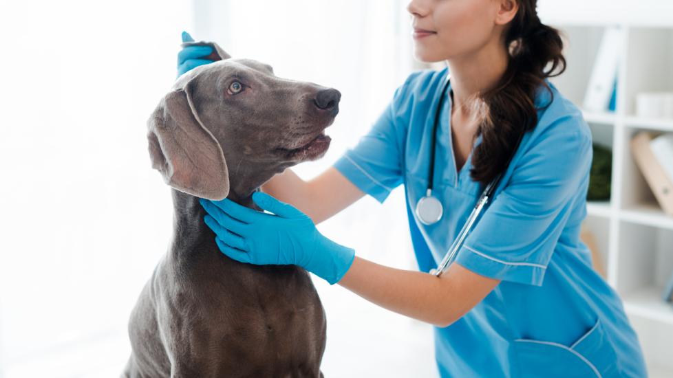 Vestibular Disease in Dogs PetMD