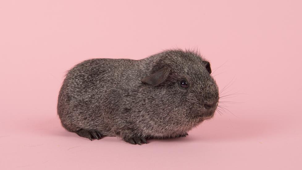 Agouti grey guinea pig seen fromt the side on a pink background