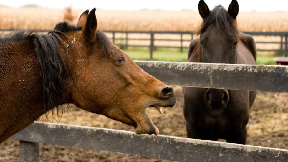 Coughing in Horses PetMD