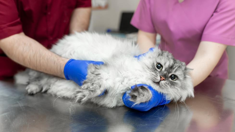 cat-lying-on-side-during-vet-exam