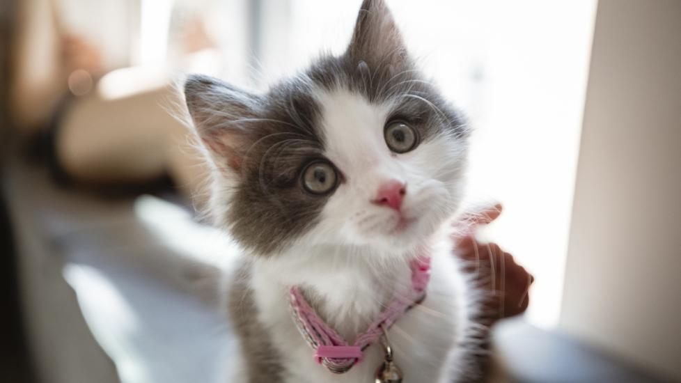 little-kitten-with-pink-collar