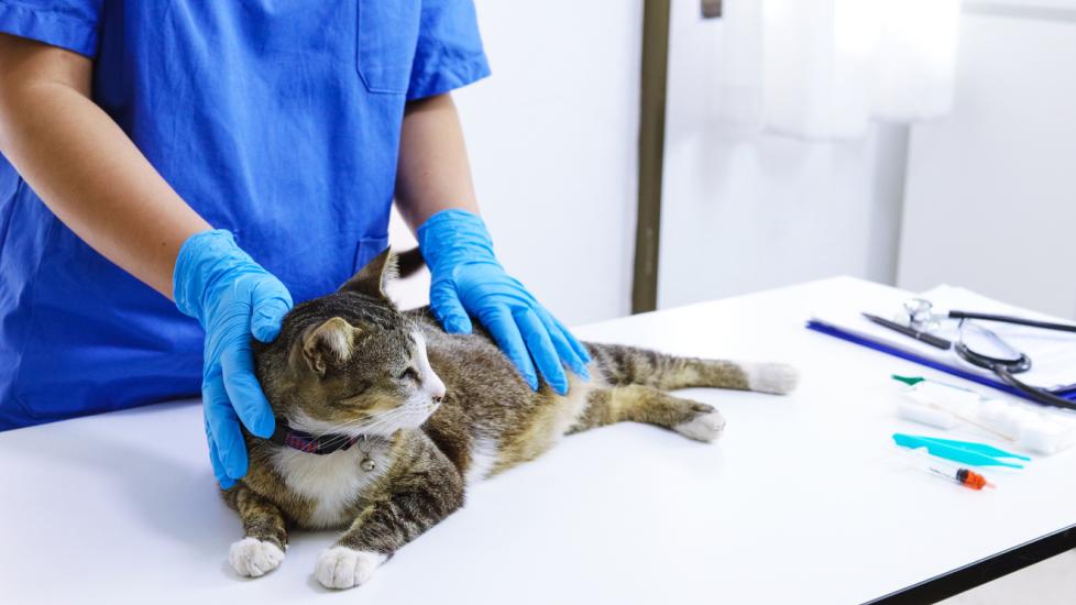cat lying on vet table for exam