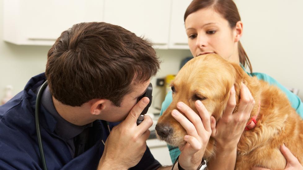 vet-examining-dog-eye-with-ophthalmoscope 
