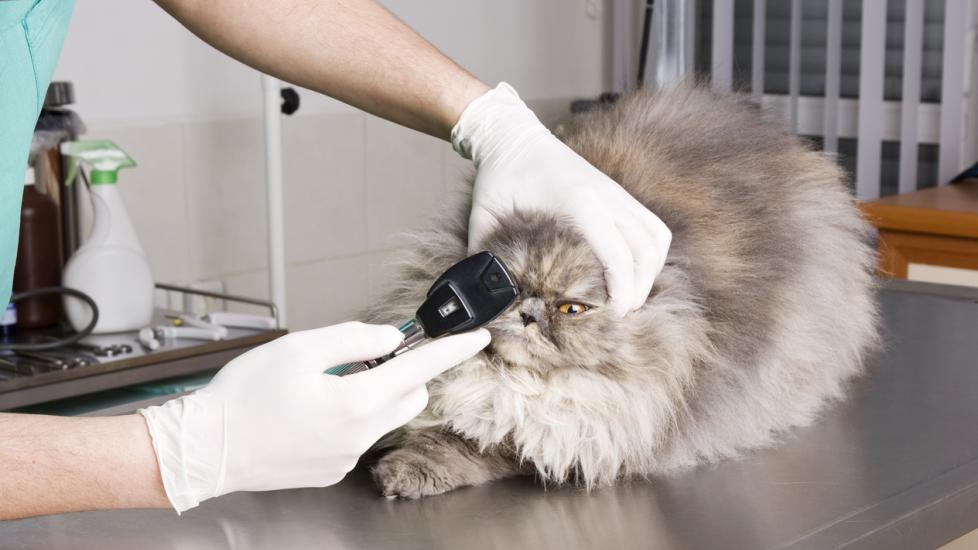 cat-at-vet-during-eye-exam