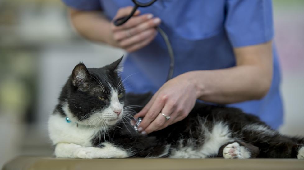 Diabetes with Coma in Cats