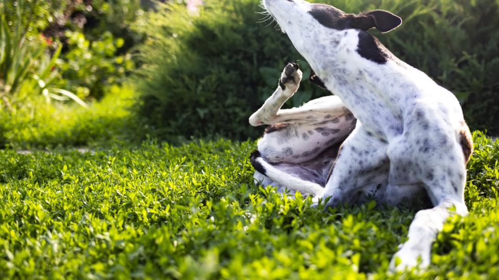 Itchy Dog Causes and Treatment PetMD