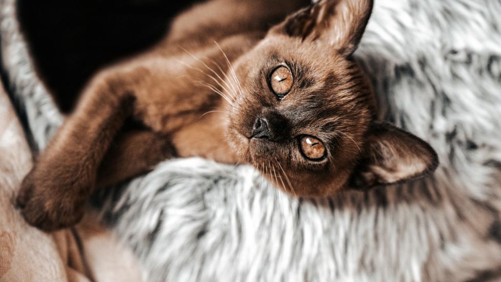 havana brown cat lounging on gray blankets