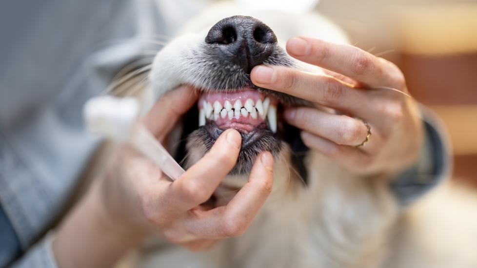 Pet Dental Insurance 101