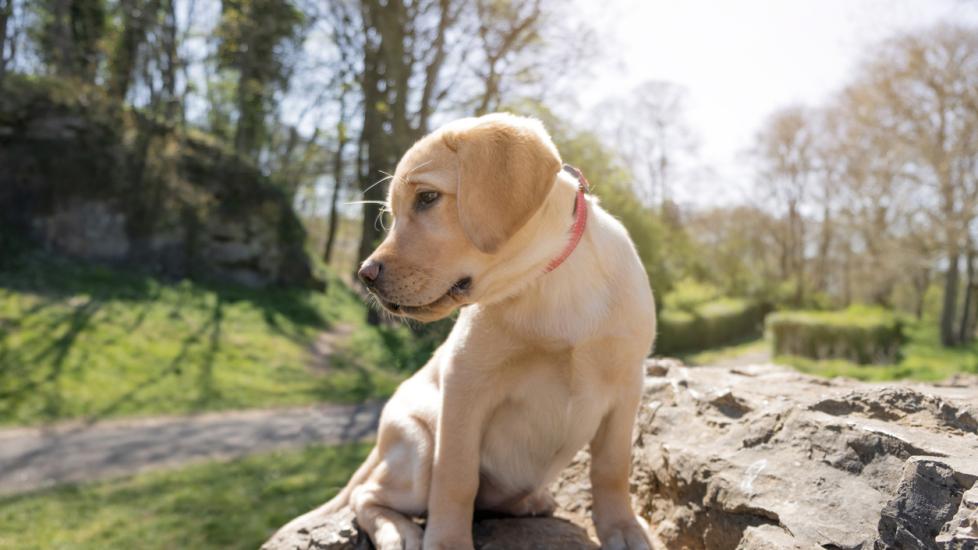 A female Golden Labrador Retriever puppy sitting on a rock in a public park while she looks away.