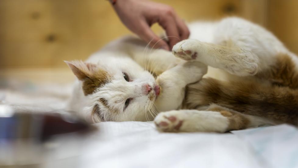 What to Know: Adopting a Diabetic Cat
