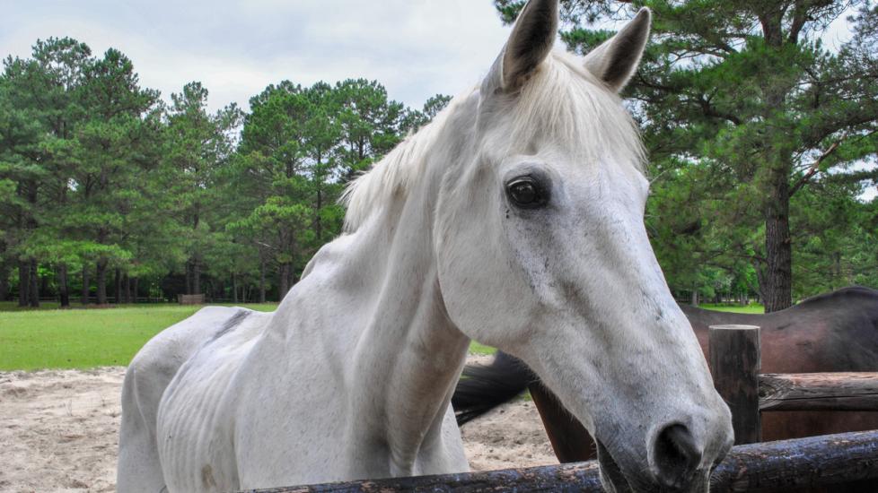 Weight Loss in Horses PetMD