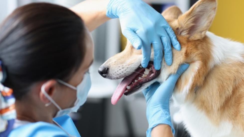 veterinarian examines dog's gums
