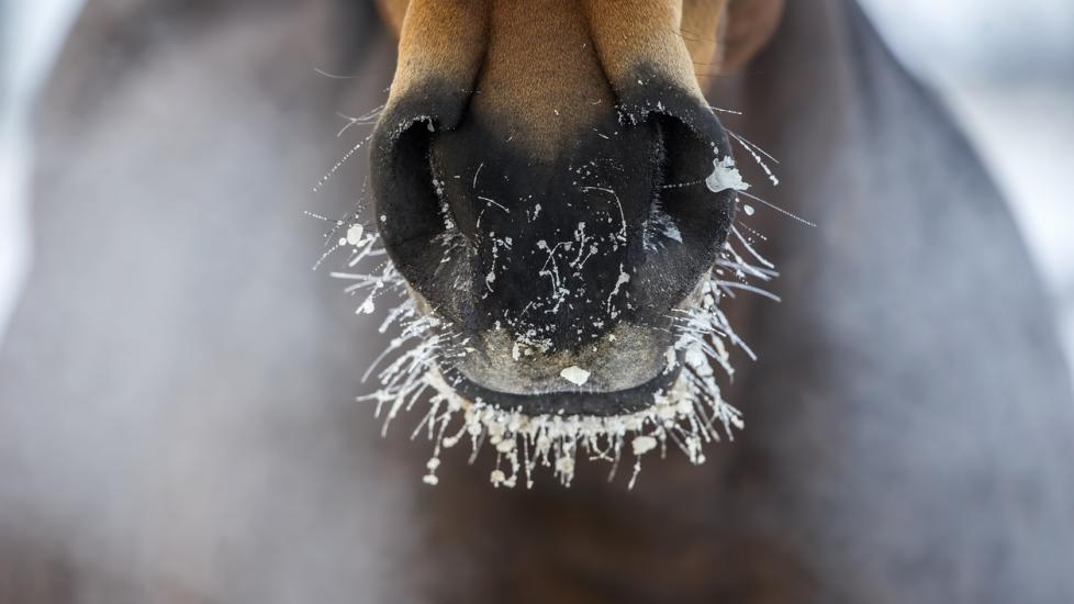 Horse's nose with the ice and steam in winter