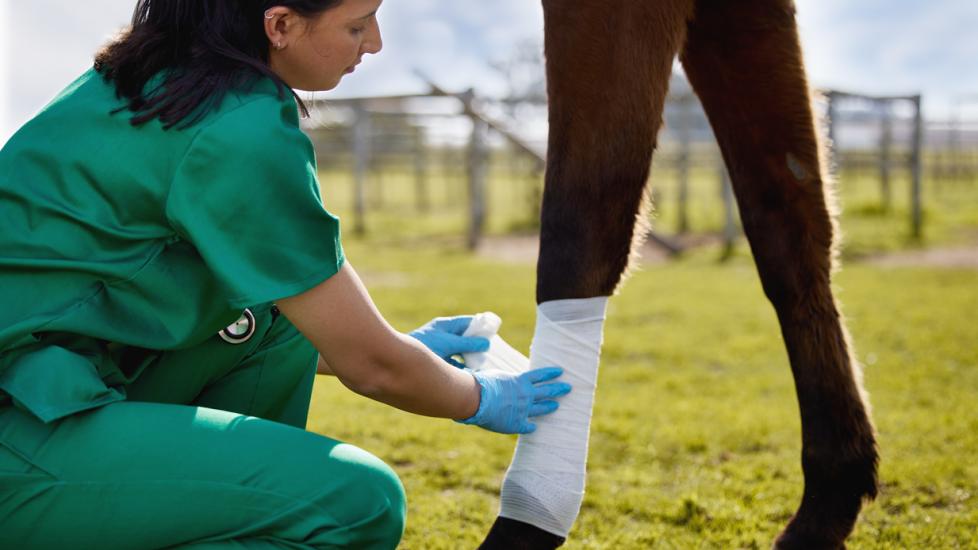 Shot of a young veterinarian putting a bandage on a horse on a farm