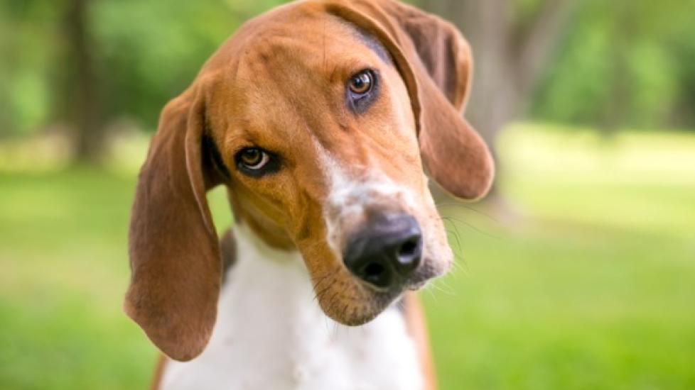 brown and white american foxhound dog tilting head outside