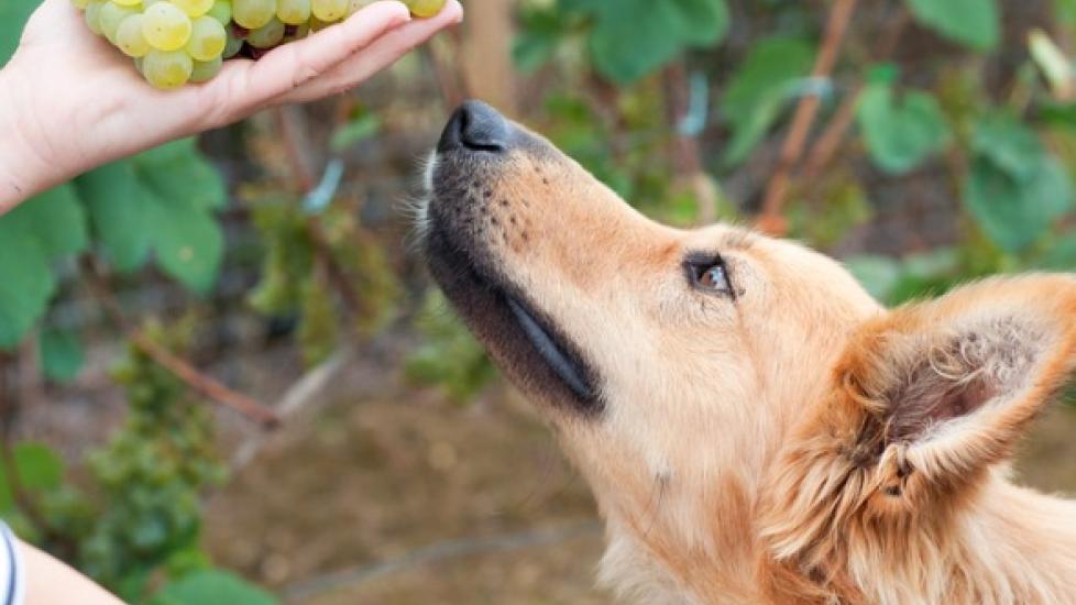 dog-sniffing-grapes
