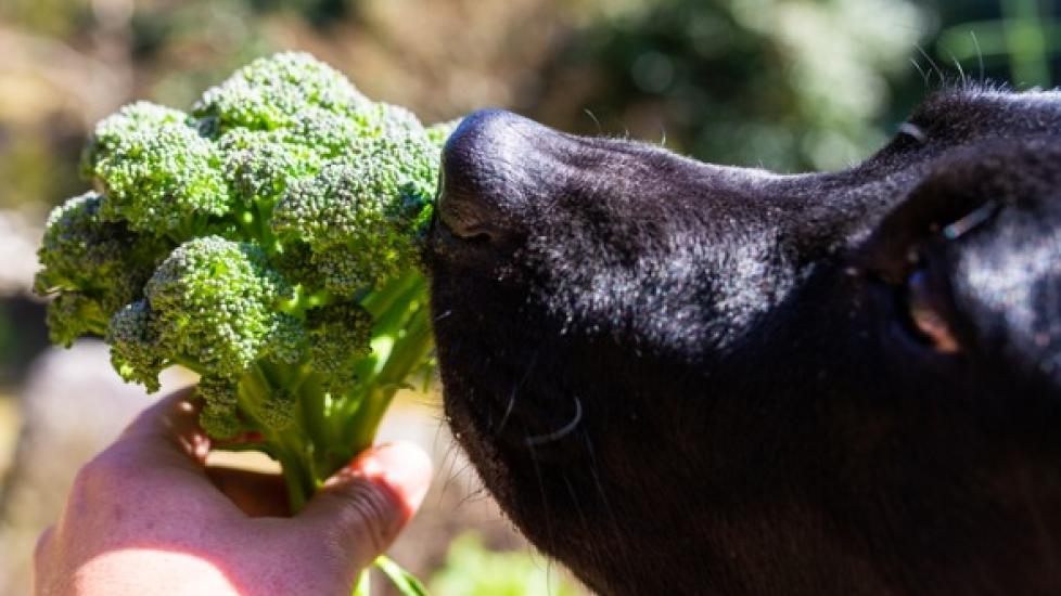 dog sniffing broccoli-in-a person's hand