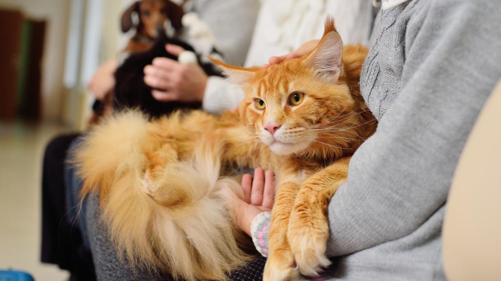 cat-sitting-on-lap-of-human
