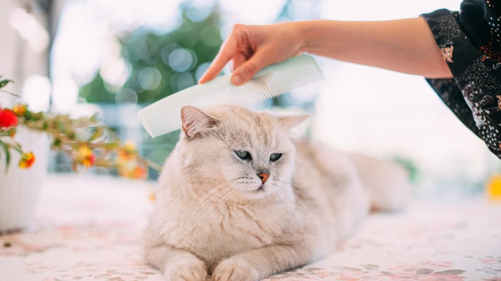 How To Use a Flea Comb on Cats PetMD