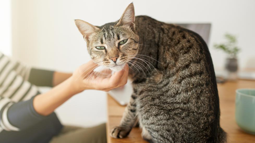 6 Things To Know About Flea Dips for Cats PetMD