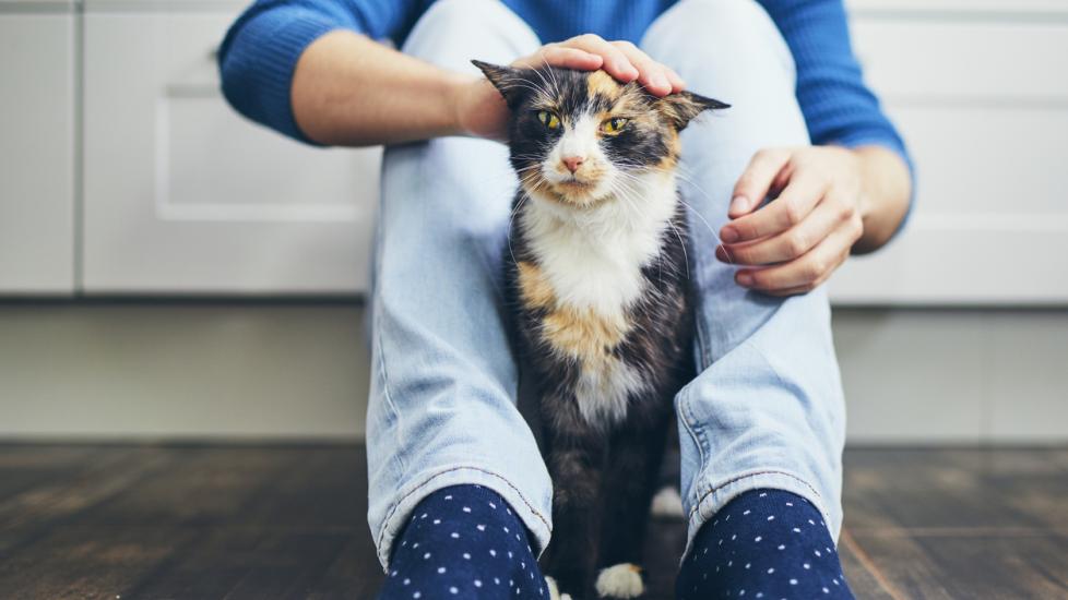 How Long After Flea Treatment Can I Pet My Cat? Vet-Approved Facts & FAQ -  Catster