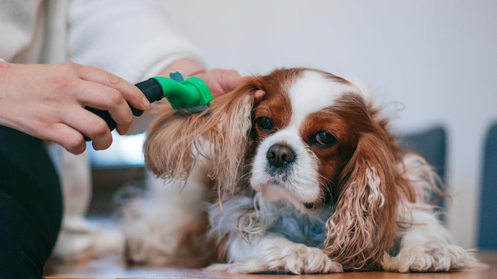 dog getting ears combed