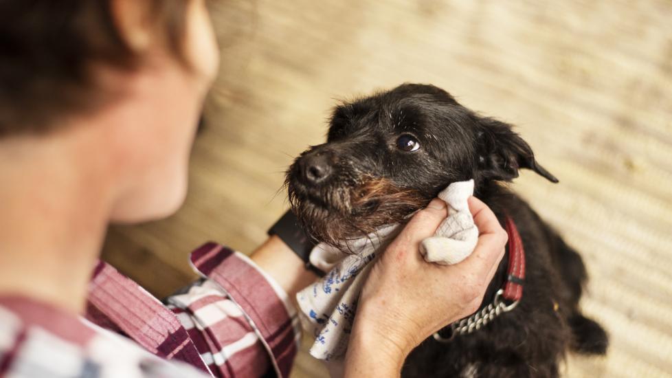 6 Things to Know About Flea Dips for Dogs PetMD