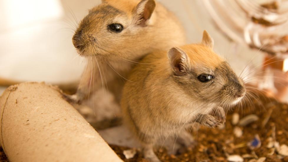 gerbils in a cage