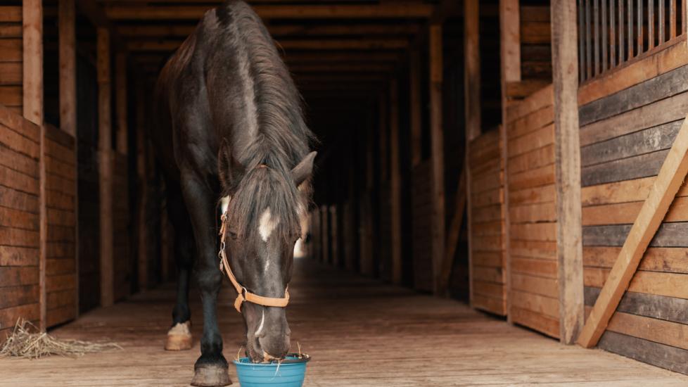 Horse Feeding: Everything You Need to Know