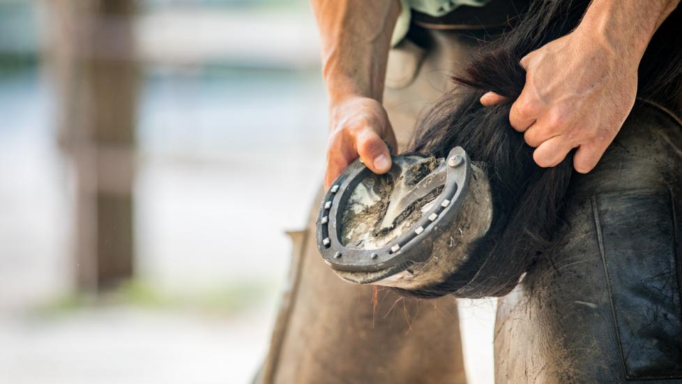 How Often Does Your Horse Need Shoeing?