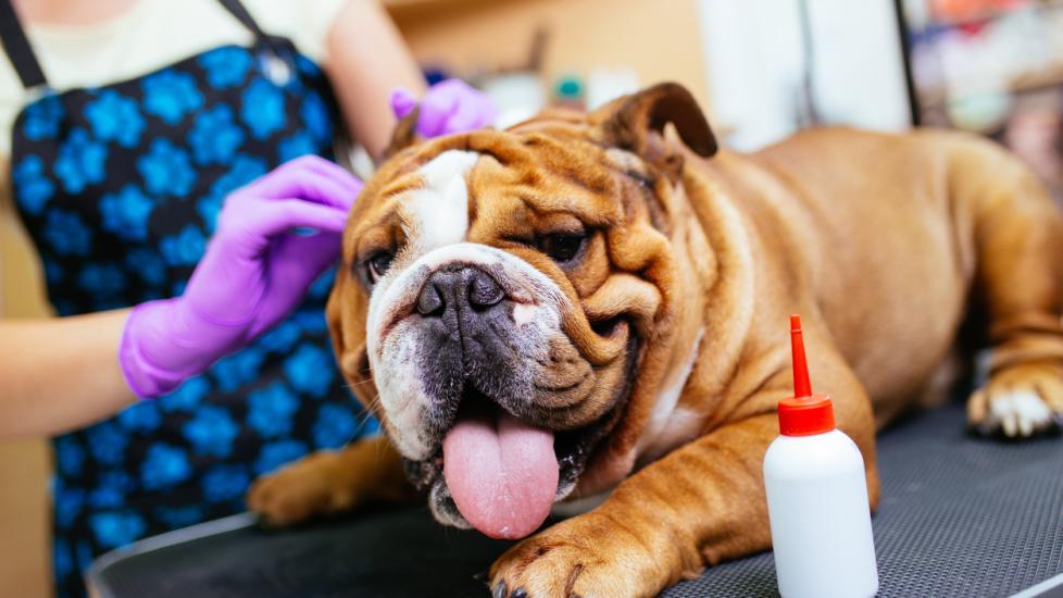 english-bulldog-getting-ear-cleaned-by-human