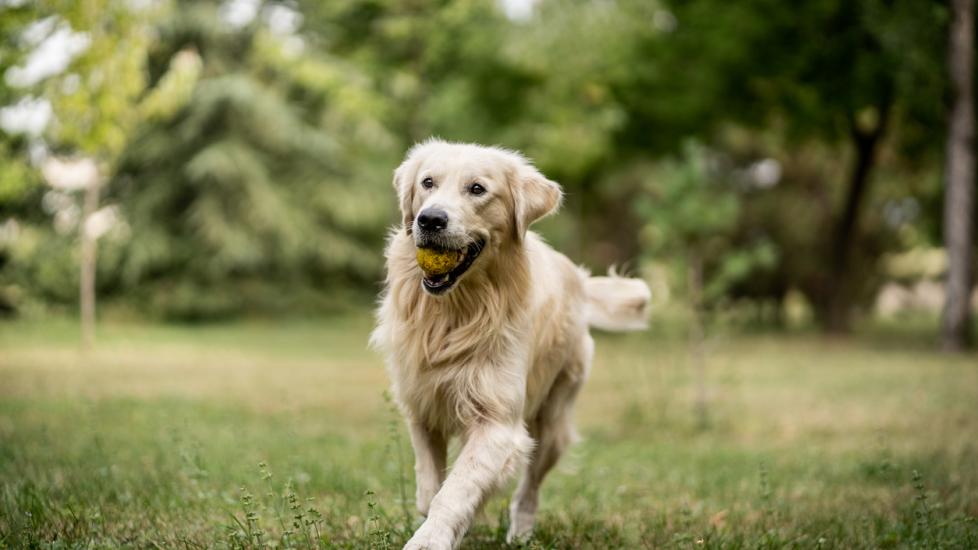 yellow-lab-running-outside-with-tennis-ball-in-mouth