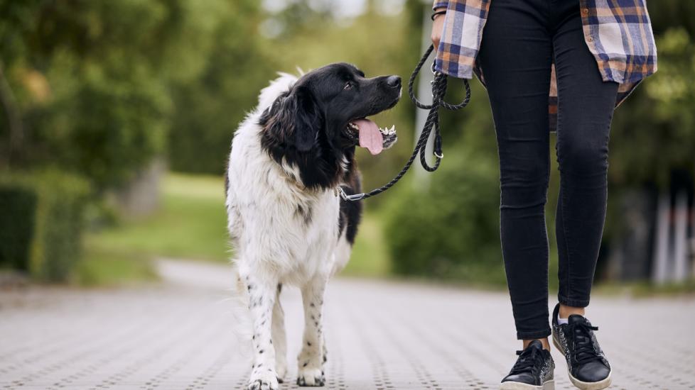large fluffy dog being walking on leash next to human.