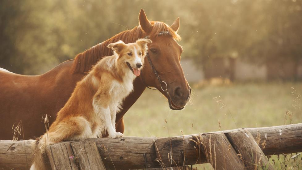 horse-and-dog-looking-over-fence