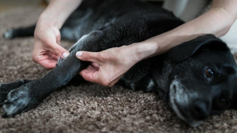 Natural Pain Relief for Dogs PetMD