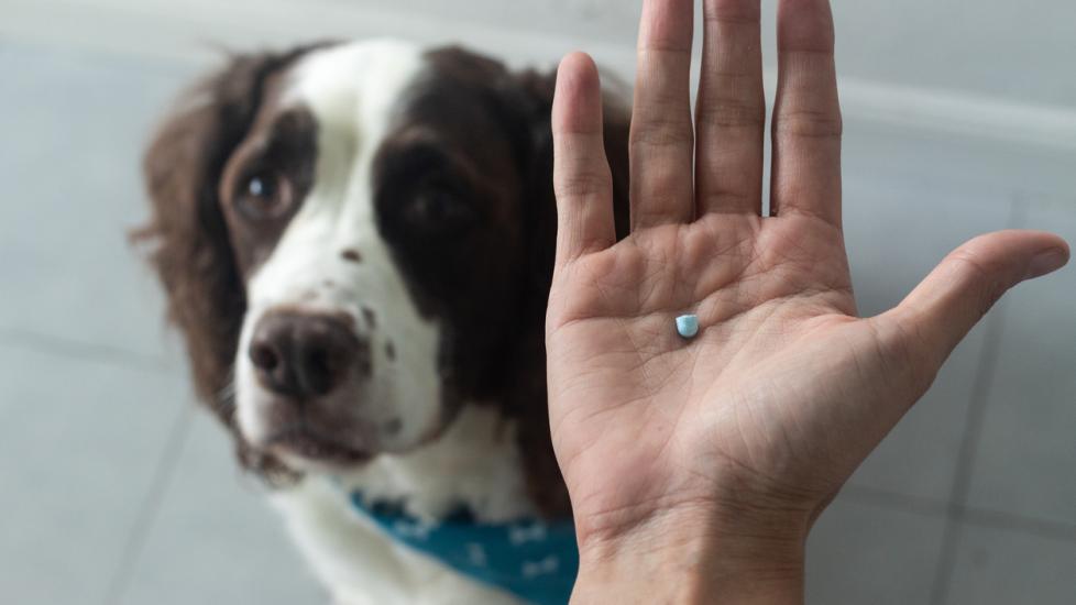 person holding half of a blue pill in their hand with a brown and white dog sitting in the background