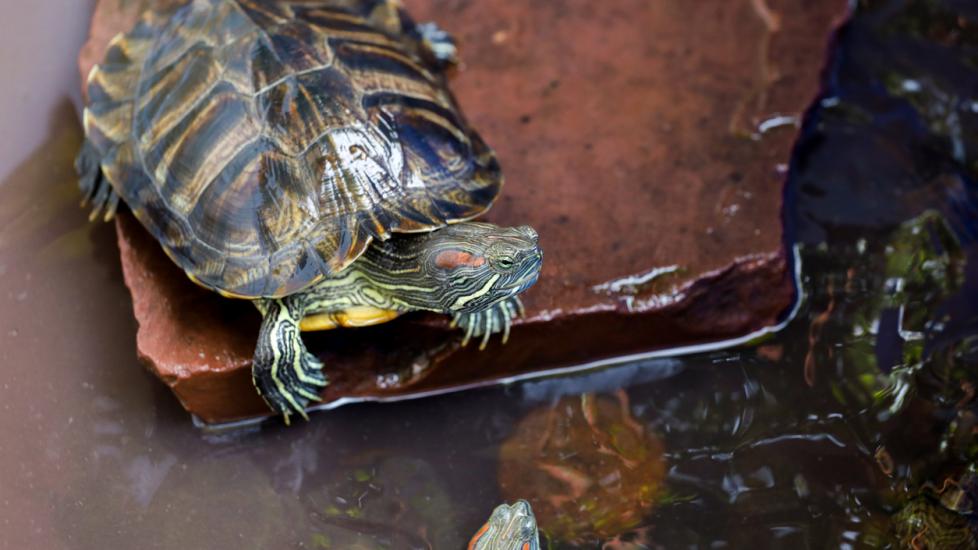 How to Take Care of Pet Aquatic Turtles | PetMD