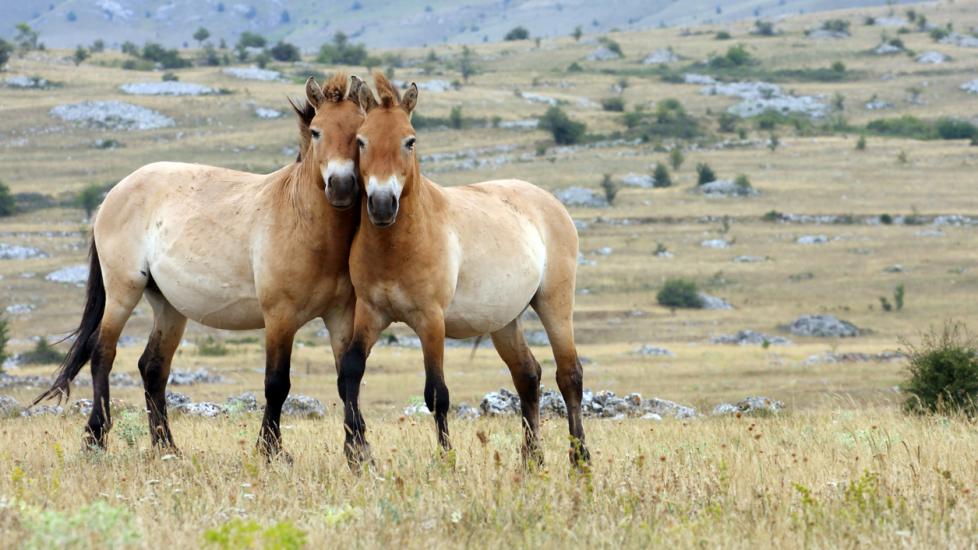 Are There Still Wild Horses?