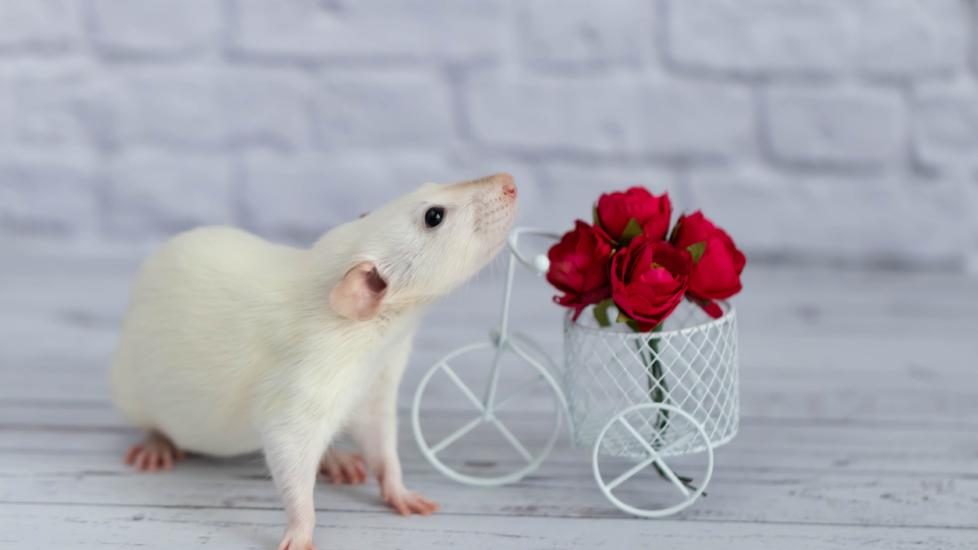 Types of Pet Rats PetMD