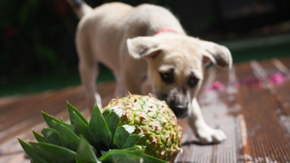 dog sniffing pineapple