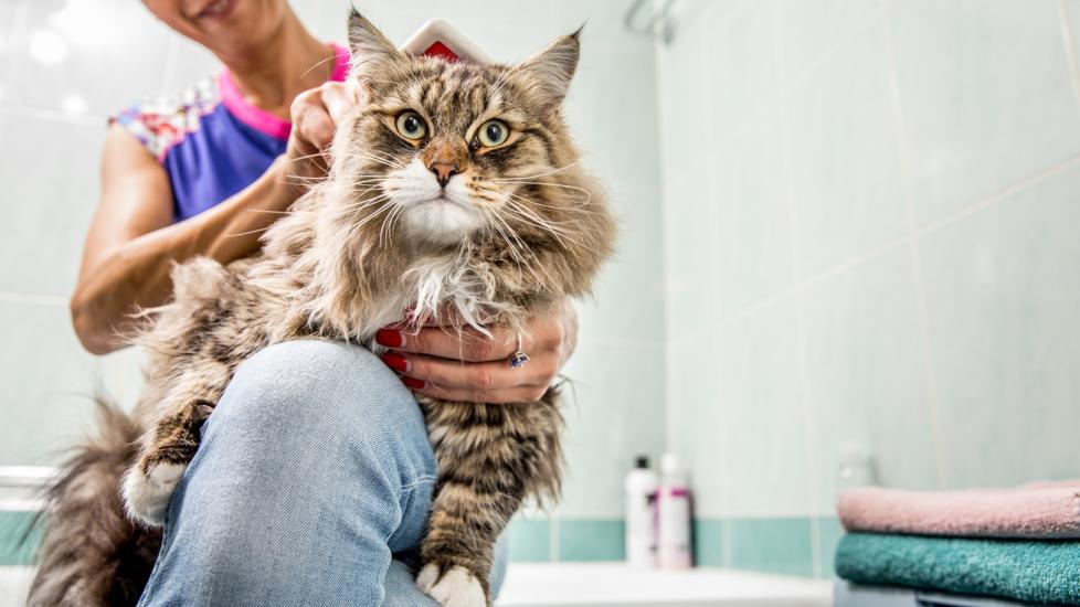 i can t get rid of my cat's fleas