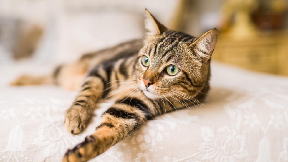 Eye Structure and Function in Cats - Cat Owners - Merck Veterinary Manual