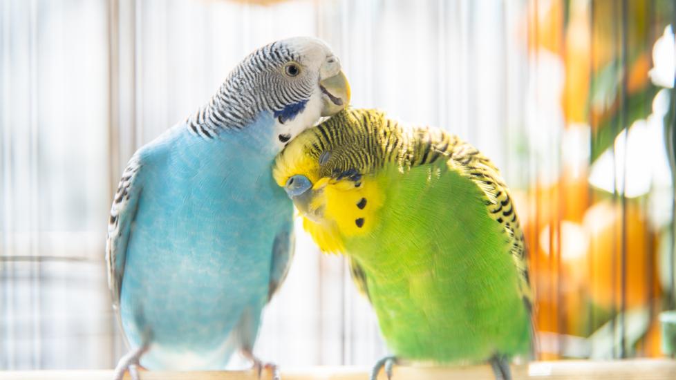 blue and green parakeets snuggling together