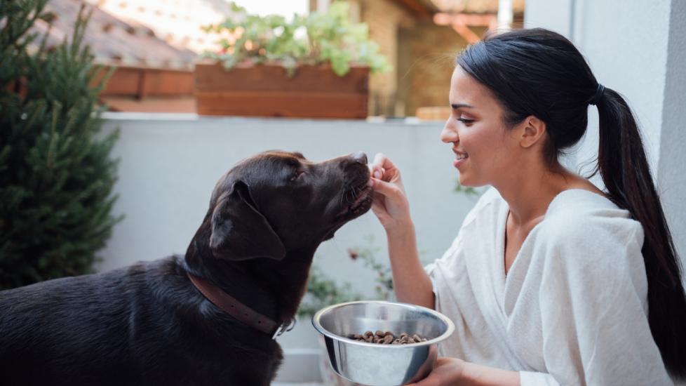 woman-feeding-chocolate-lab-from-dog-food-bowl