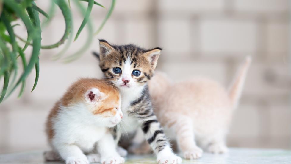 two white and tabby kittens two white and tabby kittens